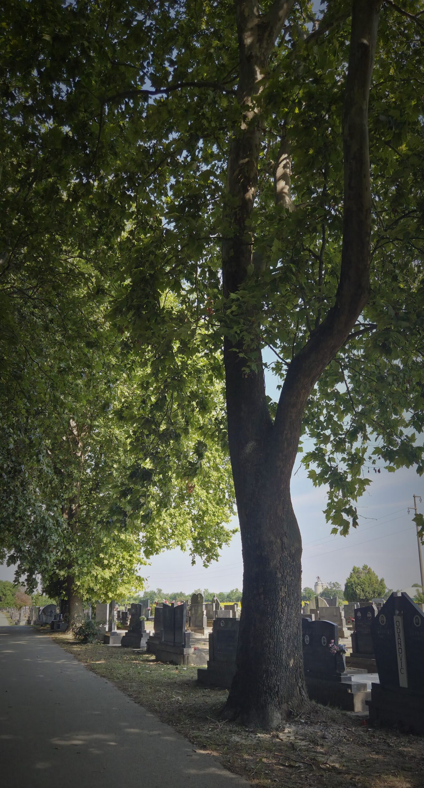Гробље