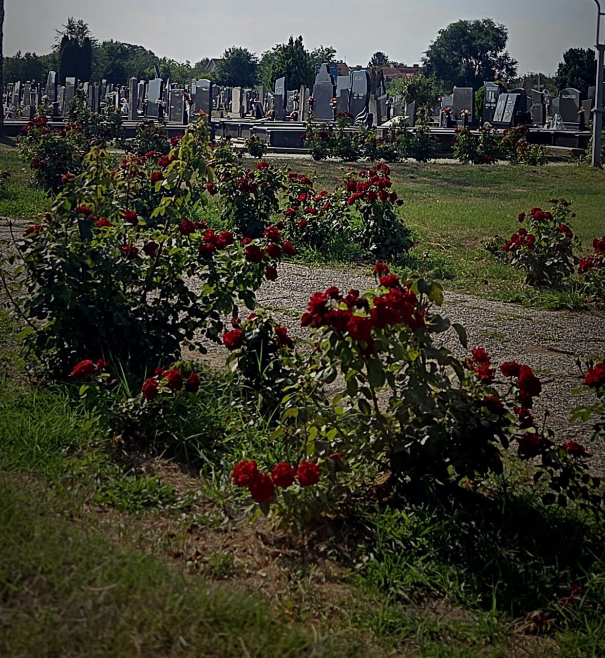 Гробље